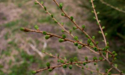 larch branch