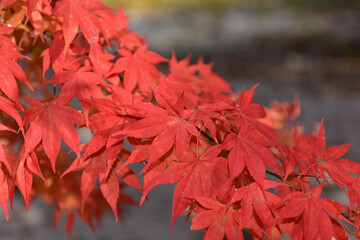 Beautiful autumn scenery in Hwayang-gugok, Korea