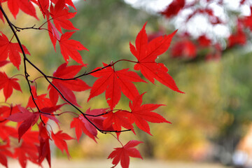 Beautiful autumn scenery in Hwayang-gugok, Korea