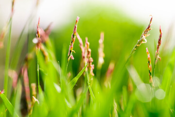 blur grass flowers picture, take morning in the garden