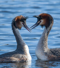 Great crested grebe in spring mating season  at a lake in Stockholm