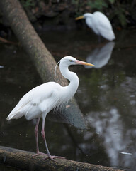 White Heron Stock Photos.  Perched on a log by the water displaying beautiful white colour feathers plumage, beak, with a blur background in its environment and habitat. Image. Picture. Portrait.