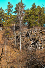 autumn in the forest