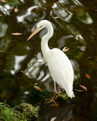 Great White Egret bird Stock Photo. Close-up profile view standing on rock by the water with a water background in its environment and habitat. Image. Picture. Portrait.