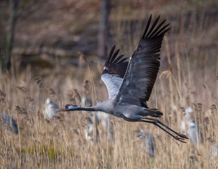 A common crane fly over a pond in Stockholm