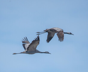 Common cranes fly over a pond in Stockholm