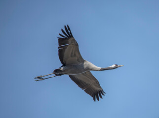 A common crane fly over a pond in Stockholm
