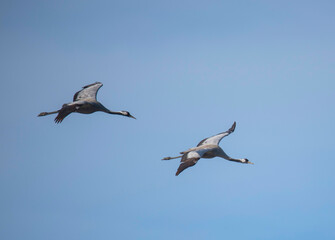 Common cranes fly over a pond in Stockholm