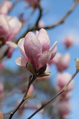 Blooming magnolias - flowers on the tree