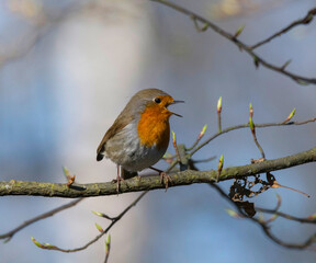 European robin on a branch at spring in Stockholm