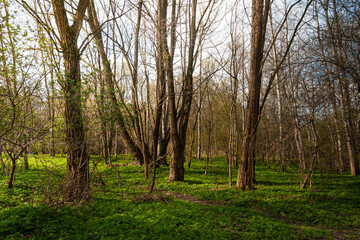 Obraz premium Wiosna w lesie