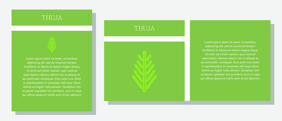 Thuja. Information banner or tag in two designs. Description and useful properties of thuja. Template for essential oil, spices. Brochure with empty space for text.