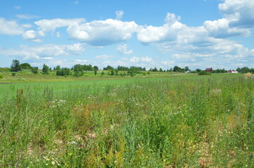 Summer landscape in the countryside