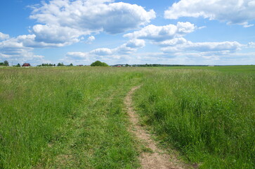 Fototapeta na wymiar Summer rural landscape with a road through a field