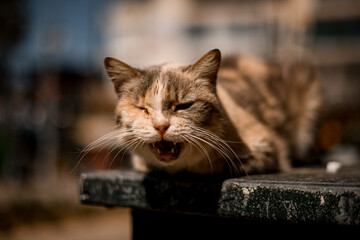 close-up of the head of screaming homeless mongrel cat with sticky eyes.
