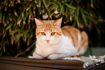 beautiful white and red cat resting outdoors on blurry background
