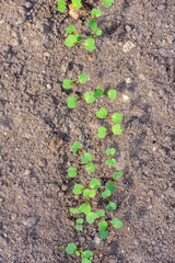 Fresh rucola seedlings growing on a row in the vegetable garden. Top view.