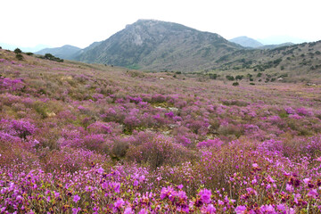 Obraz premium Azalea flowers and scenery at Biseulsan Mountain in Daegu, Korea
