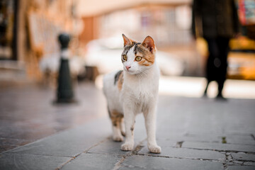 white mongrel cat with stripes on the street and looks away.
