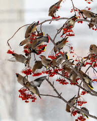 キレンジャク・ヒレンジャク