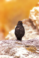 Blackbird watching