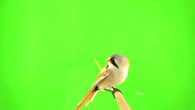 baleen tit flies on a branch and flies away on a green background. studio, natural sound