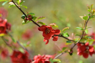 Wildflowers of the National Arboretum of Korea