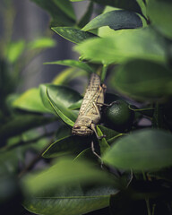 grasshopper on a leaf