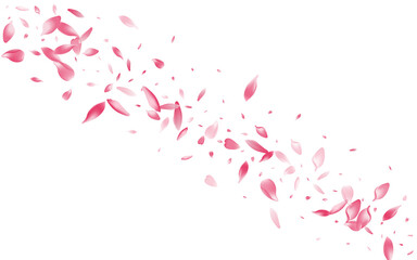 Color Sakura Petal Vector White Background. White