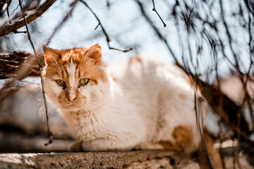 Close-up of homeless red and white cat sitting on the street