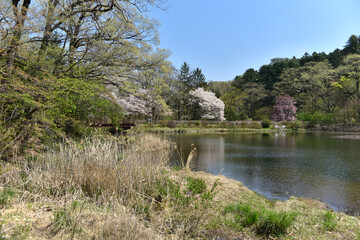 Spring scenery  of the National Arboretum of Korea