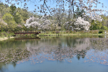 Fototapeta na wymiar Spring scenery of the National Arboretum of Korea