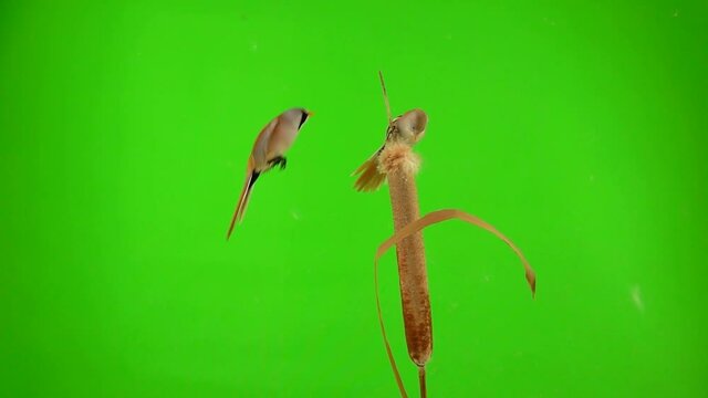 baleen tits fly and eat on the reed (cattail) on a green background. studio, slow motion