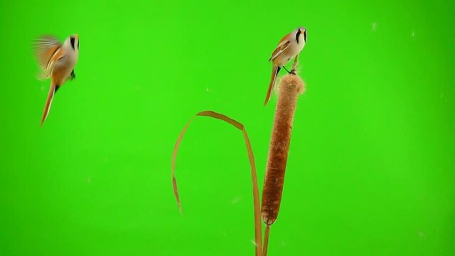 baleen tits fly and eat on the reed (cattail) on a green background. studio, slow motion