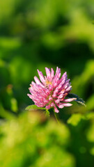 pink flower porridge on a background of green leaves of grass selective focus