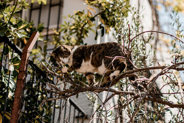 big fat striped cat with white markings climbs tree branches