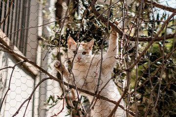 view of white cat climbing mesh fence among tree branches
