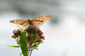 Motyl na kwiatku