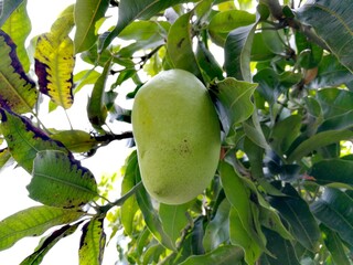A mango fruit on its tree