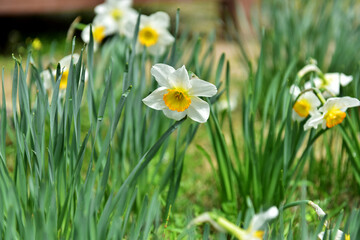 Obraz premium Spring Wildflowers in Incheon Grand Park, Korea