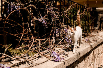 homeless mongrel white with red cat walks along the metal fence