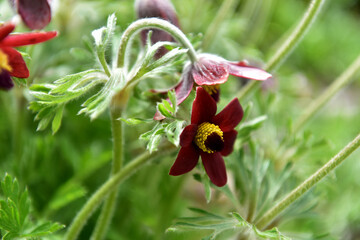 Spring Wildflowers in Incheon Grand Park, Korea