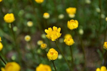 Spring Wildflowers in Incheon Grand Park, Korea