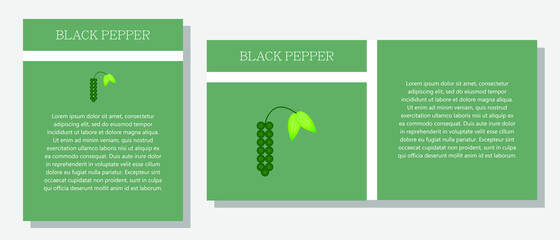 Black pepper. Information banner or tag in two designs. Description and useful properties of black pepper. Template for essential oil, spices. Brochure with empty space for text.