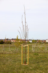 New planted tree with support post