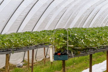 Early cultivated strawberry plants growing on hydroponic stands, beginning to flower. Laid out inside the arch of an industrial size plastic polytunnel. Landscape image with space for text. England. - 429808550