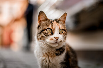 close-up of beautiful cat's head with stripes on blurred background