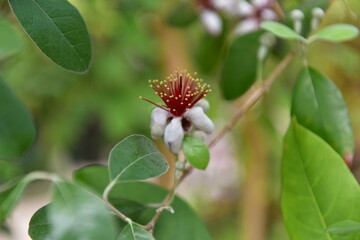 Spring Wildflowers in Incheon Grand Park, Korea