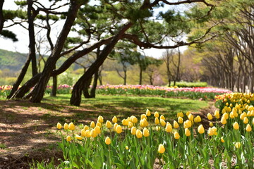 Spring Wildflowers in Incheon Grand Park, Korea