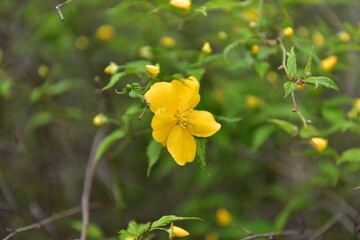 Spring Wildflowers in Incheon Grand Park, Korea